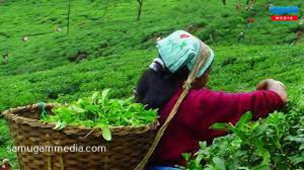 கொழுந்து பறித்துக்கொண்டிருந்த பெண் தொழிலாளிக்கு நேர்ந்த பெரும் சோகம்!  samugammedia 